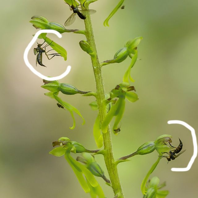 Possibilita id?  Empididae: cfr. Empis sp., femmine